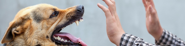 Tollwut (Rabies) kann durch den Biss infizierter Hunde auf den Menschen übertragen werden.