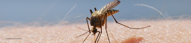 Malaria-Mücken der Gattung Anopheles können beim Stich den Einzeller Plasmodium übertragen.