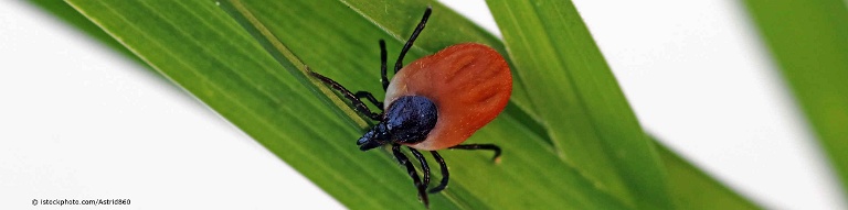 Mit Borrelien infizierte Zecke sitzt auf einem Grashalm.