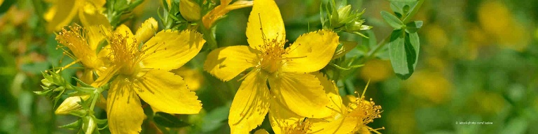 Johanniskraut, lateinisch Hypericum perforatum, ist Heilpflanze des Jahres 2019 und hat goldgelbe, fünfzählige Blütenblätter.