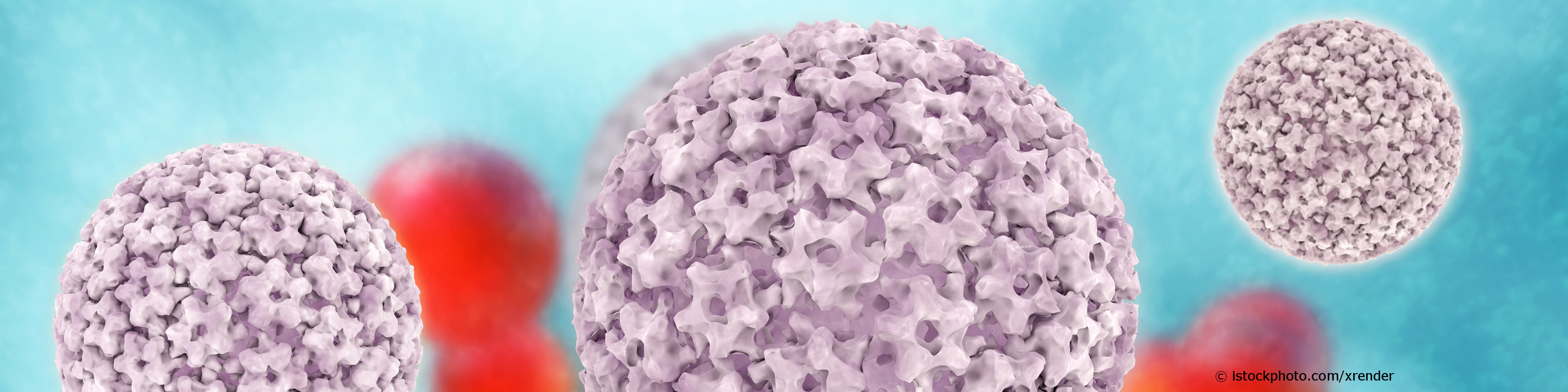 Humane Papillomviren, kurz HPV, können auch Hautwarzen und Genitalwarzen hervorrufen.