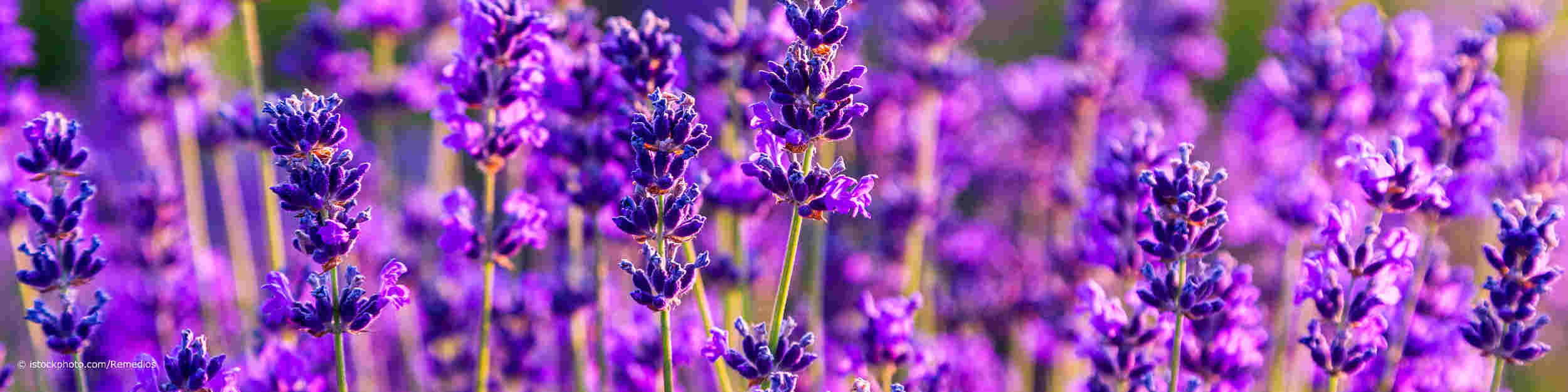 Der Echte Lavendel, lateinisch Lavandula angustifolia, ist die Arzneipflanze 2020 