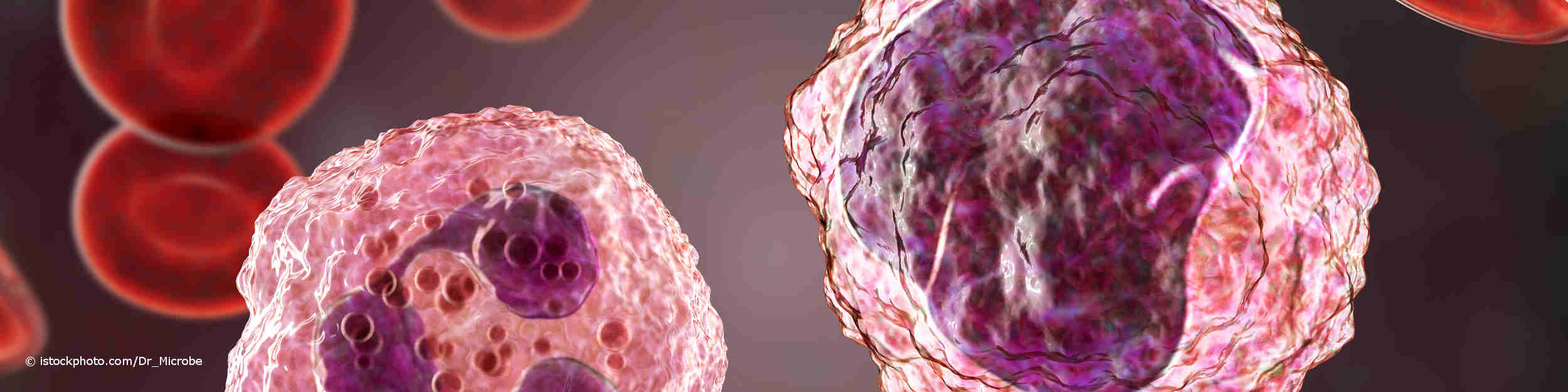 3-D-Illustration eines Monozyten, rechts und eines neutrophilen Granulozyten, umgeben von roten Blutkörperchen